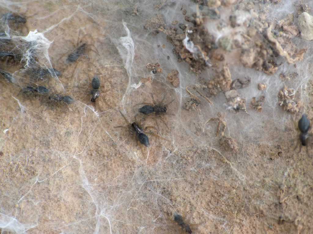 Lycosoides coarctata con ovisacco (ovisacchi?) - Tolfa (RM)